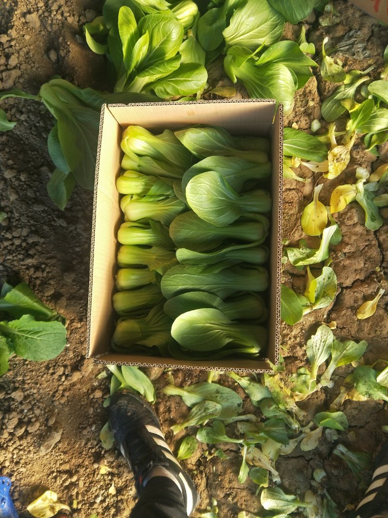 上海青大头油菜。。。。。。。。。。。。。，