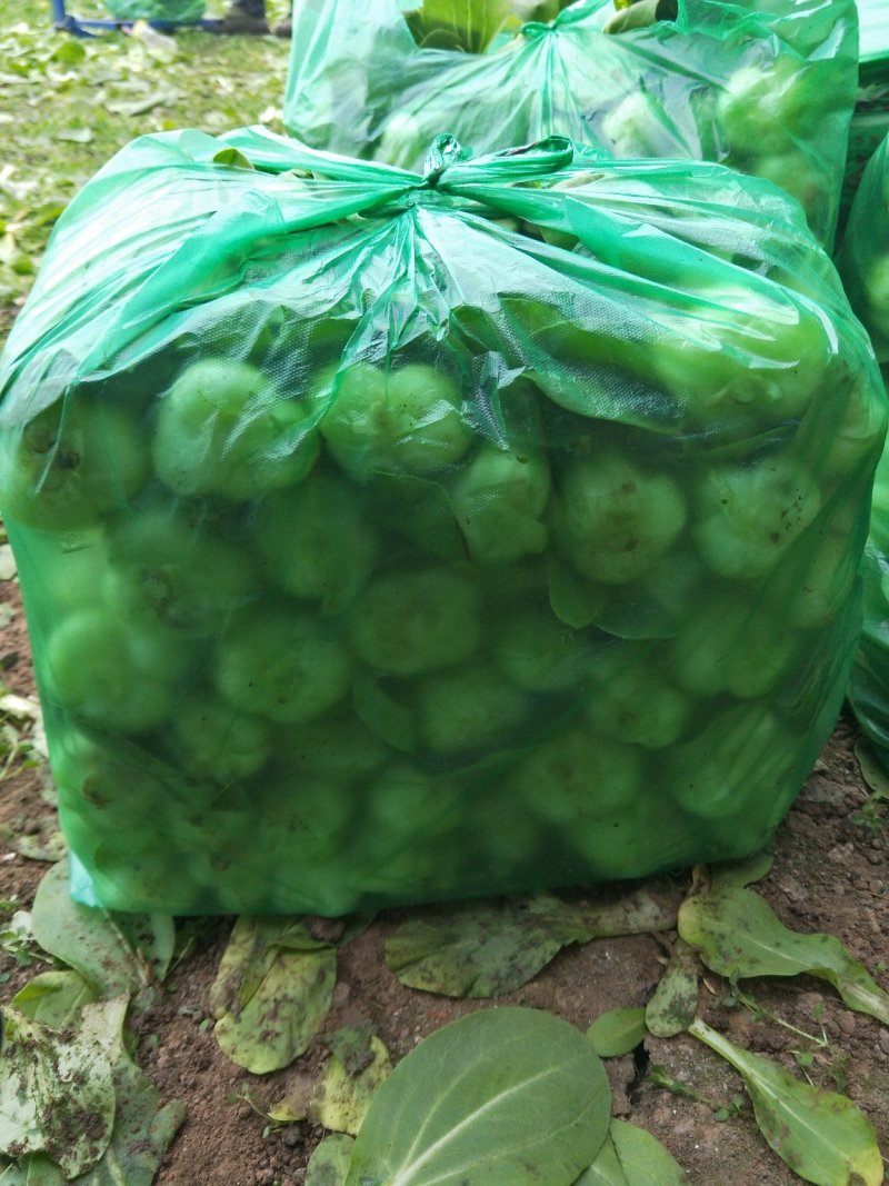上海青大头油菜。。。。。。。。。。。。。，