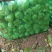 上海青大头油菜。。。。。。。。。。。。。，