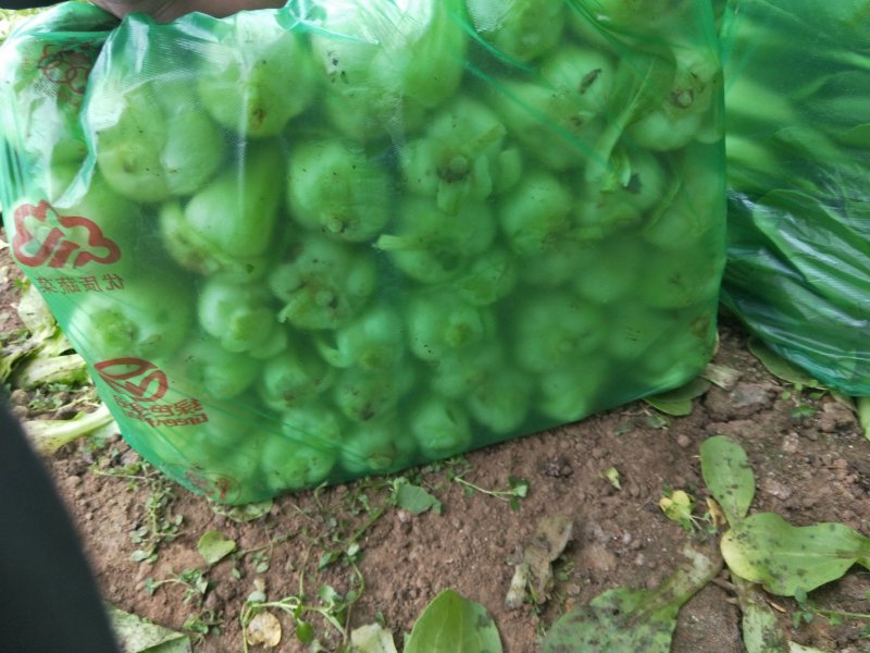 上海青大头油菜。。。。。。。。。。。。。，