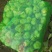 上海青大头油菜。。。。。。。。。。。。。，