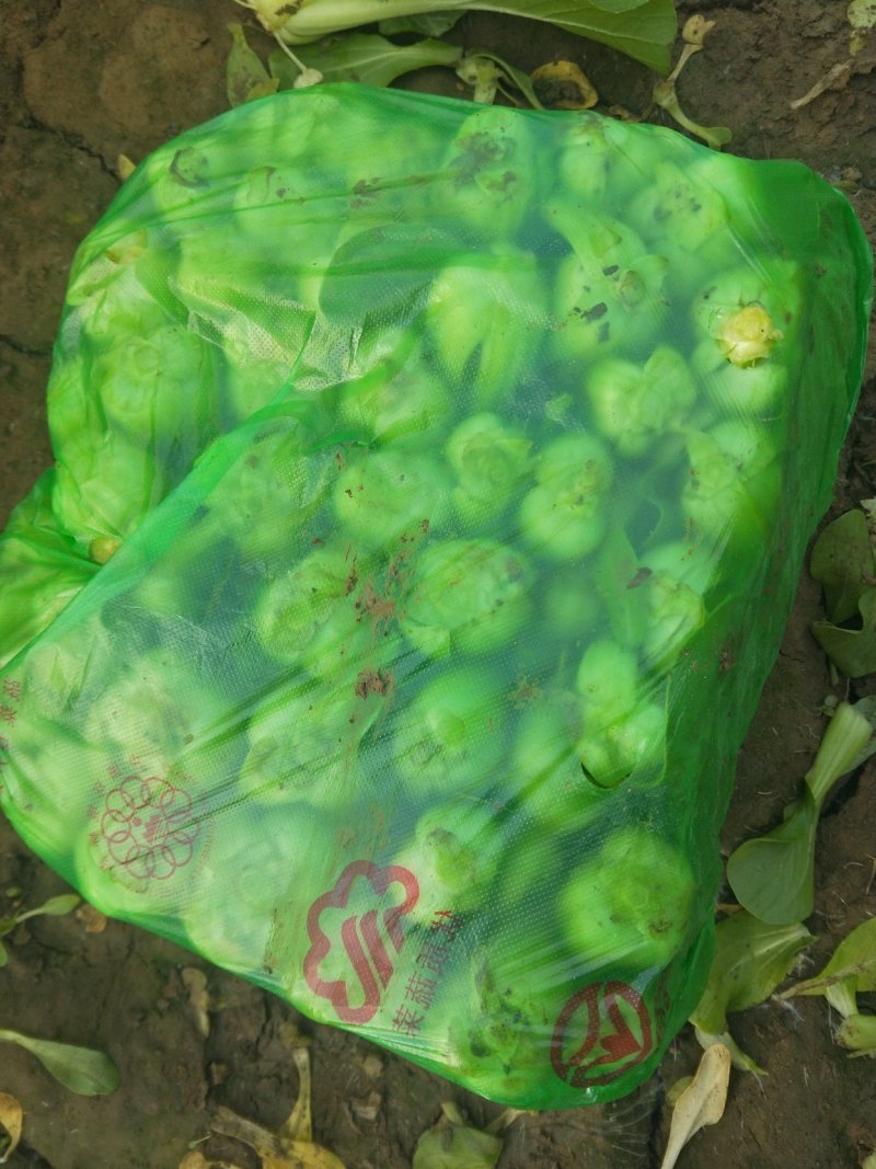 上海青大头油菜。。。。。。。。。。。。。，