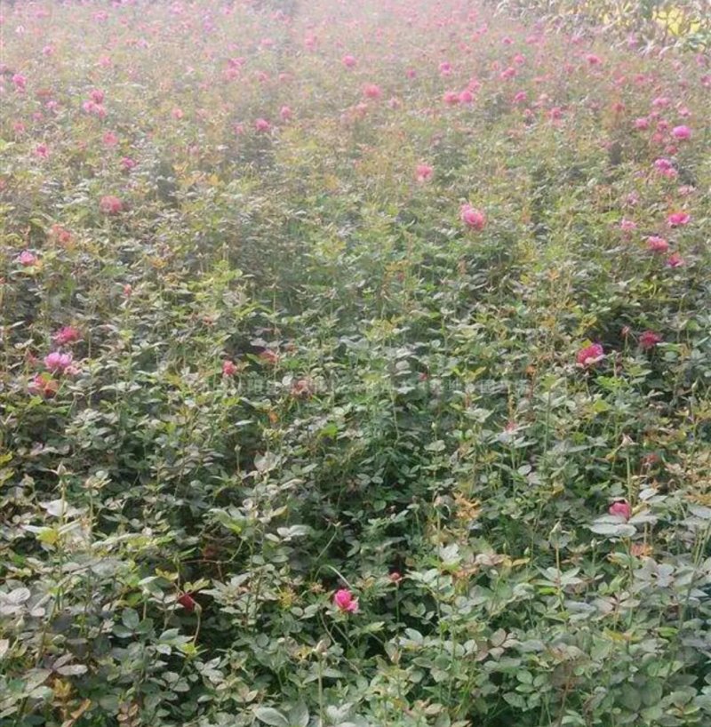 爬蔷梅生长速度快品种花色齐全欢迎选购成活率高