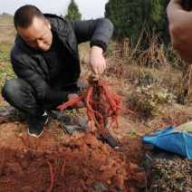 中江丹参，品质好，种植70亩