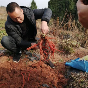 中江丹参，品质好，种植70亩