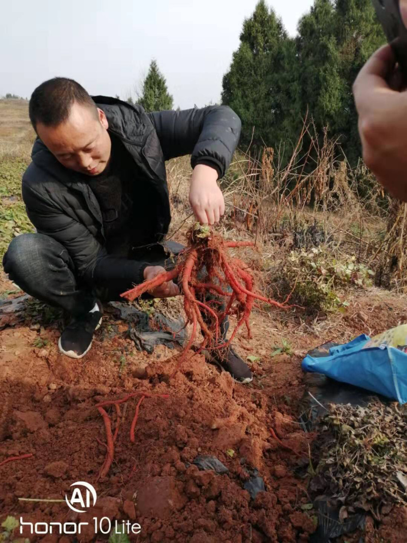 中江丹参，品质好，种植70亩