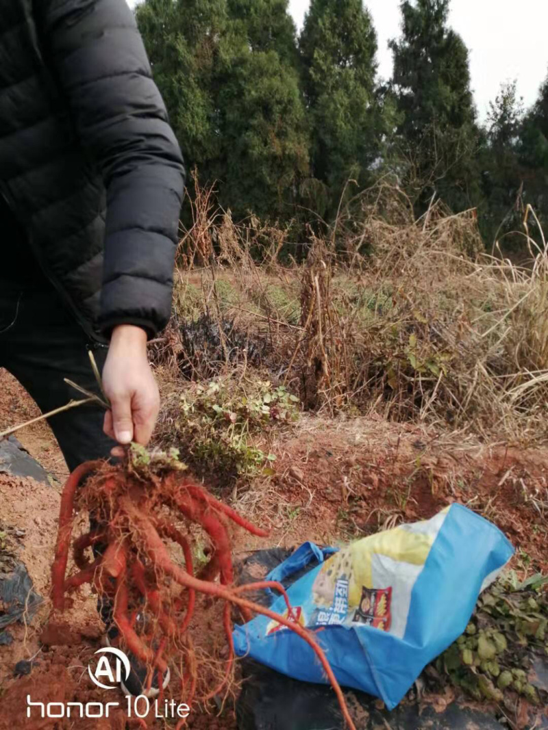 中江丹参，品质好，种植70亩