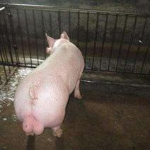 大型种猪场批发大约克猪公猪种苗纯种一代英系加系