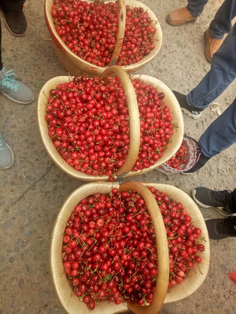 樱桃20~24mm，有乌克兰七号，早大果，红灯，美早等