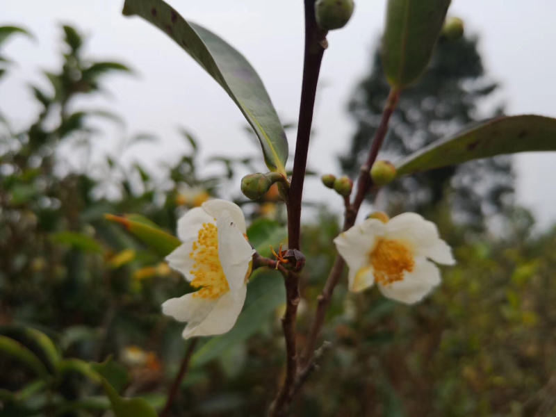【推荐】广西梧州六堡茶花（数量不多，售完即止）（一罐60克）