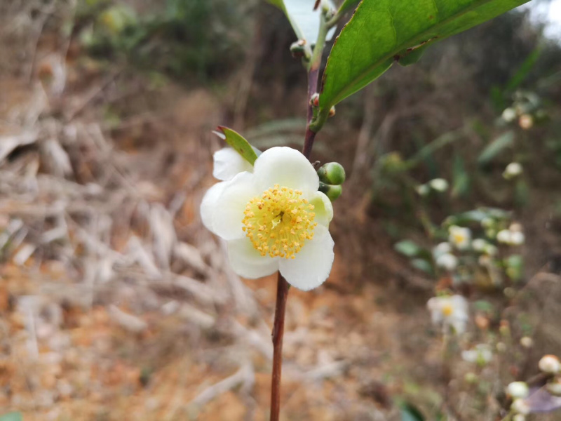 【推荐】广西梧州六堡茶花（数量不多，售完即止）（一罐60克）