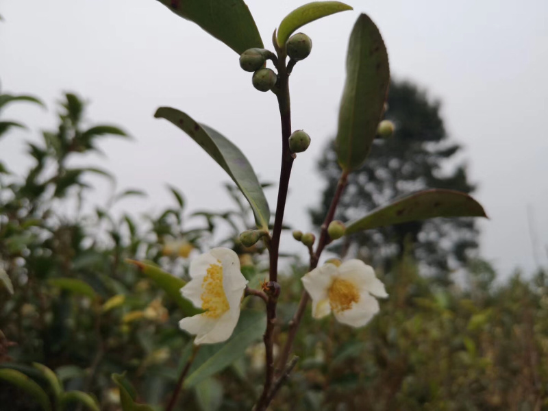 【推荐】广西梧州六堡茶花（数量不多，售完即止）（一罐60克）