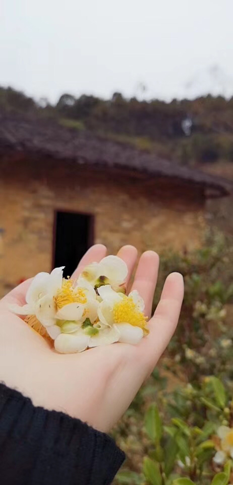 【推荐】广西梧州六堡茶花（数量不多，售完即止）（一罐60克）