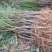 【突围桃苗】品种纯正.苗子健壮基地直销，包成活包种植技术