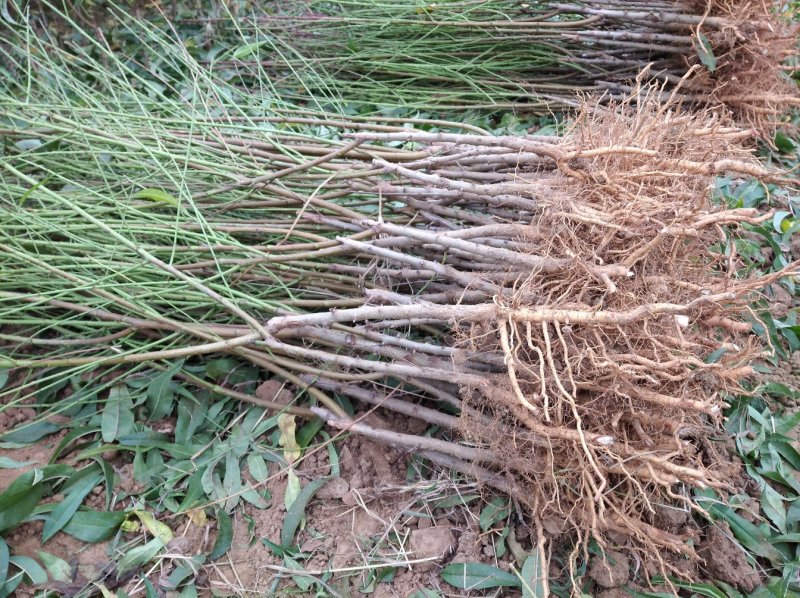 【突围桃苗】品种纯正.苗子健壮基地直销，包成活包种植技术