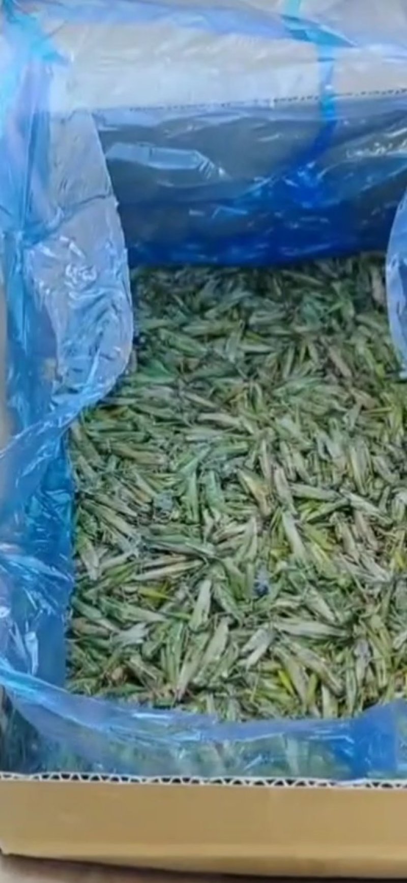 稻蝗，蚂蚱，绿蚂蚱，飞蝗，东亚飞蝗，一手货源，长年供应