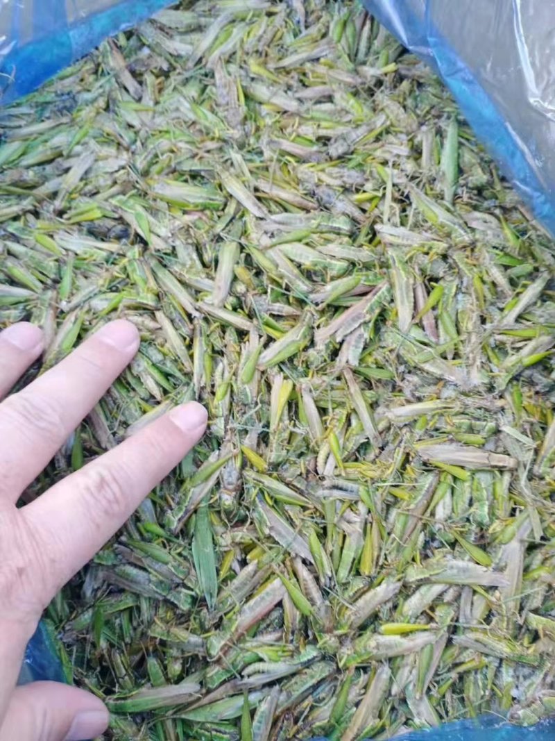 稻蝗，蚂蚱，绿蚂蚱，飞蝗，东亚飞蝗，一手货源，长年供应