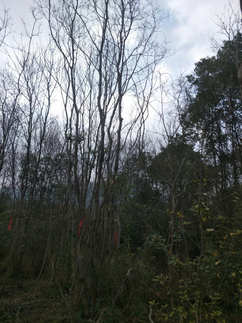 从生乌桕