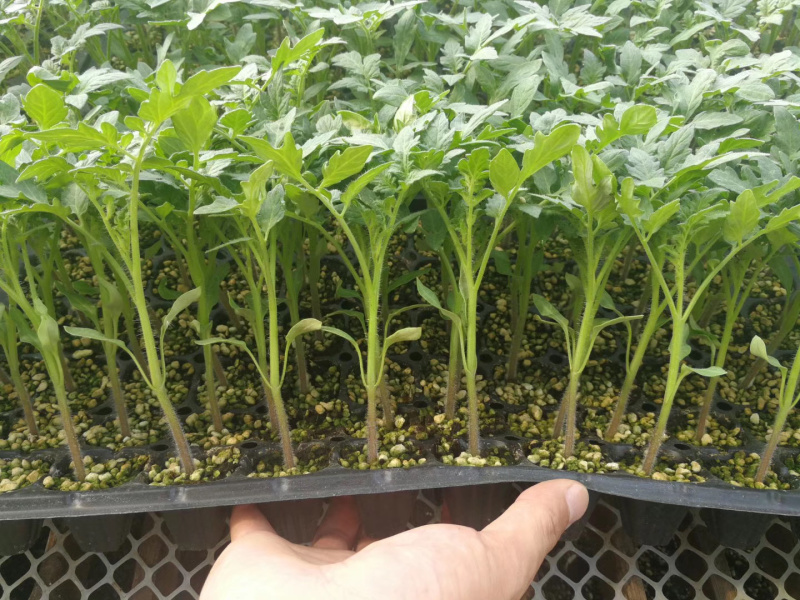 番茄苗、大粉西红柿苗、大红番茄苗、石头果番茄苗