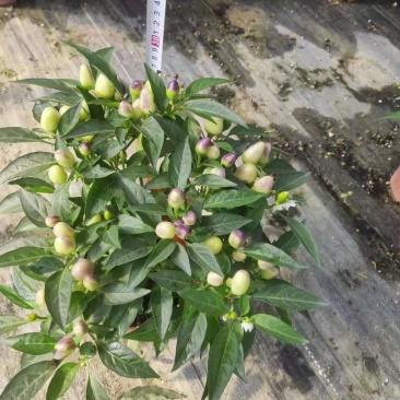 140#彩椒小盆栽家庭观赏辣椒可食用发物流运费到付
