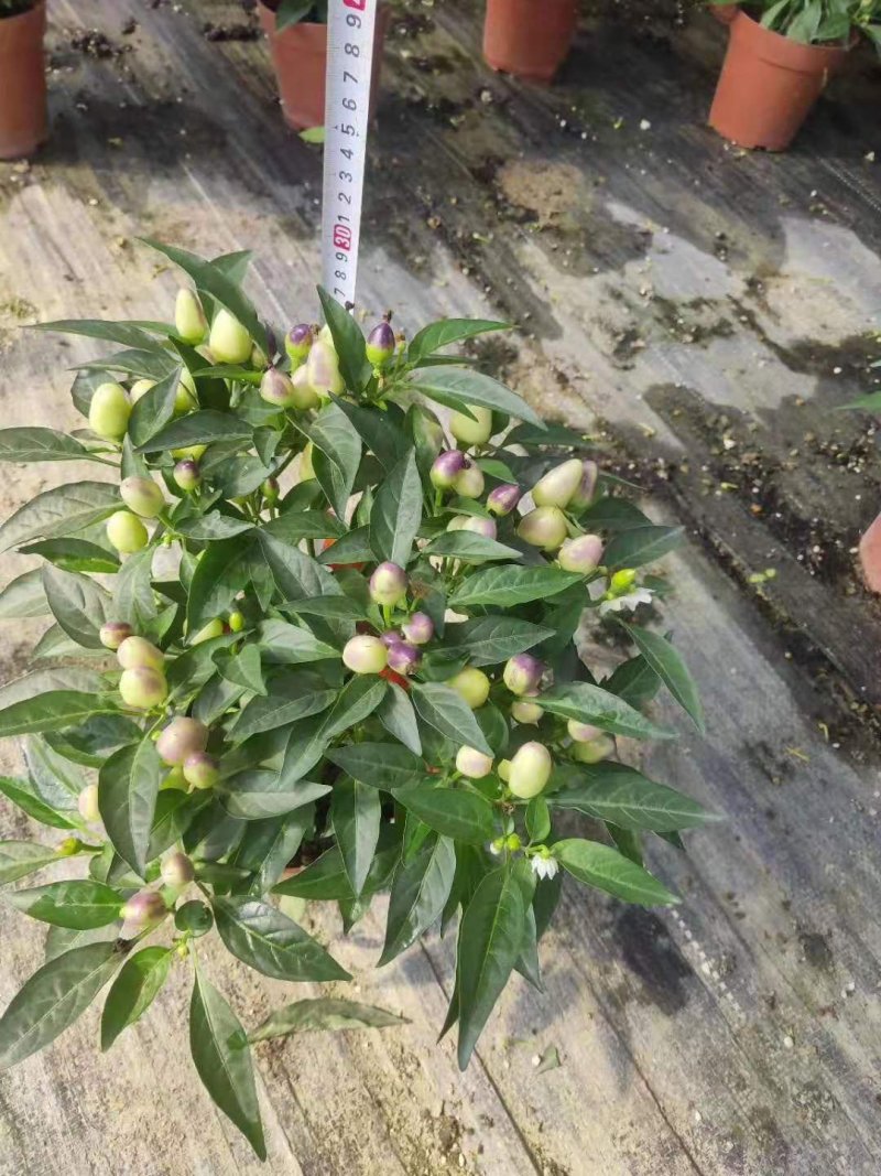140#彩椒小盆栽家庭观赏辣椒可食用发物流运费到付