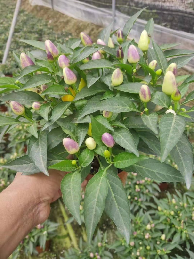 140#彩椒小盆栽家庭观赏辣椒可食用发物流运费到付