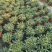 140#彩椒小盆栽家庭观赏辣椒可食用发物流运费到付