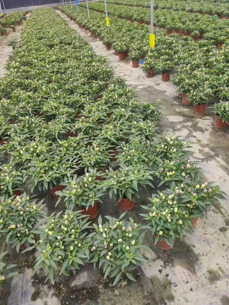 140#彩椒小盆栽家庭观赏辣椒可食用发物流运费到付