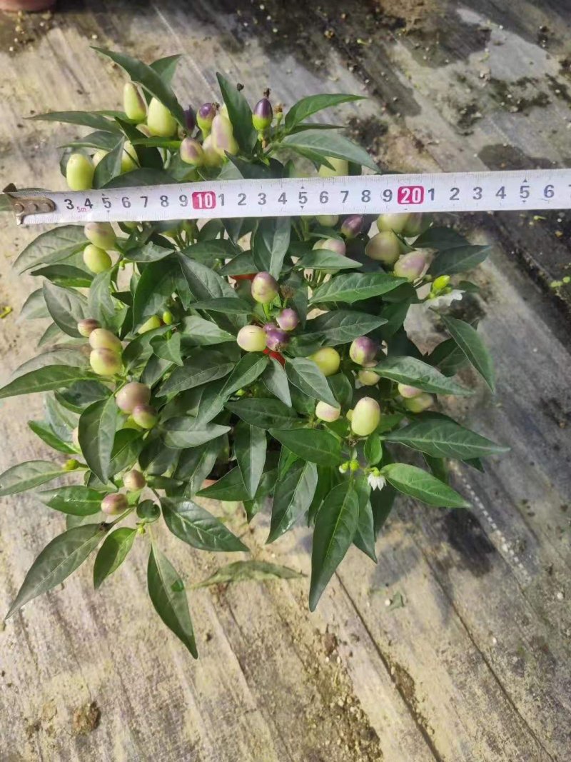 140#彩椒小盆栽家庭观赏辣椒可食用发物流运费到付