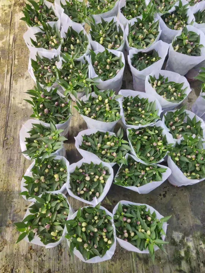 140#彩椒小盆栽家庭观赏辣椒可食用发物流运费到付