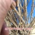 黑加仑树苗嘉宝果南方北方种植当年结果庭院果树树葡萄