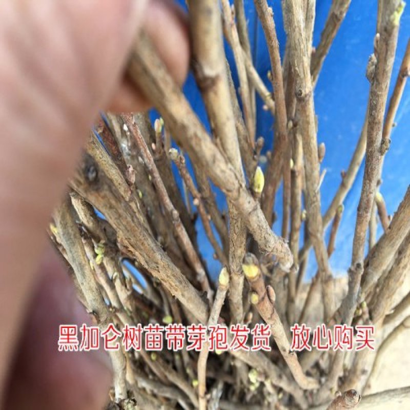 黑加仑树苗嘉宝果南方北方种植当年结果庭院果树树葡萄