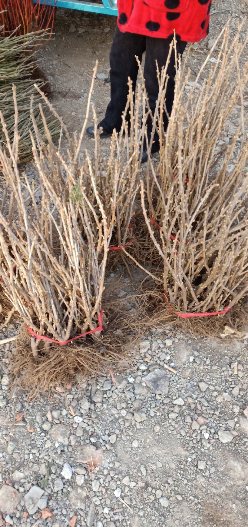 黑加仑树苗嘉宝果南方北方种植当年结果庭院果树树葡萄
