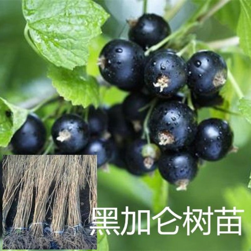 黑加仑树苗嘉宝果南方北方种植当年结果庭院果树树葡萄