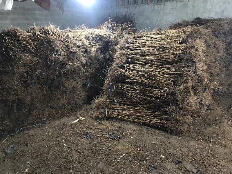 黑加仑树苗嘉宝果南方北方种植当年结果庭院果树树葡萄