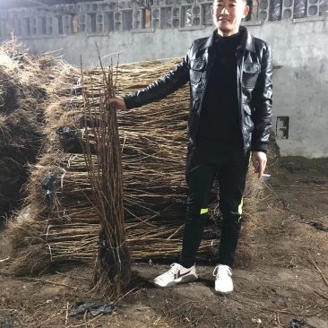 黑加仑树苗嘉宝果南方北方种植当年结果庭院果树树葡萄