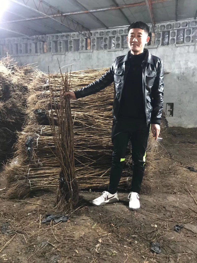黑加仑树苗嘉宝果南方北方种植当年结果庭院果树树葡萄