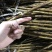 黑加仑树苗嘉宝果南方北方种植当年结果庭院果树树葡萄