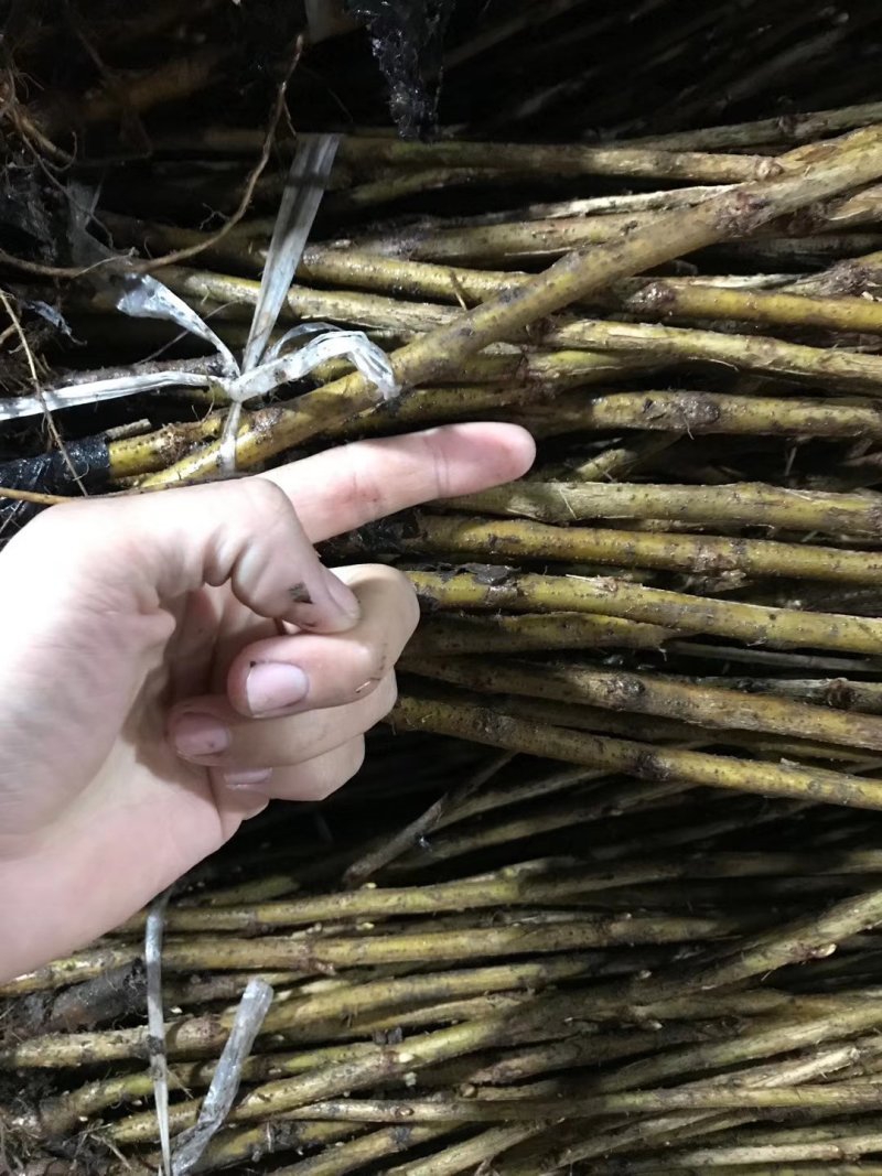 黑加仑树苗嘉宝果南方北方种植当年结果庭院果树树葡萄