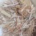 厂家大量低价供应优质牛羊饲料育肥饲料谷草羊草稻草