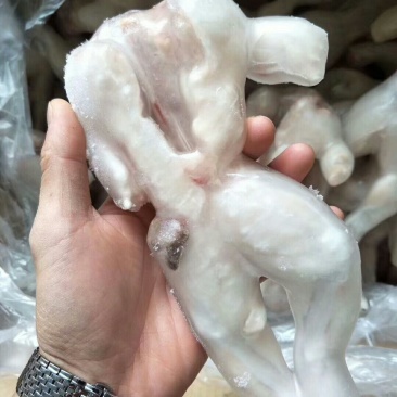 活冻牛蛙