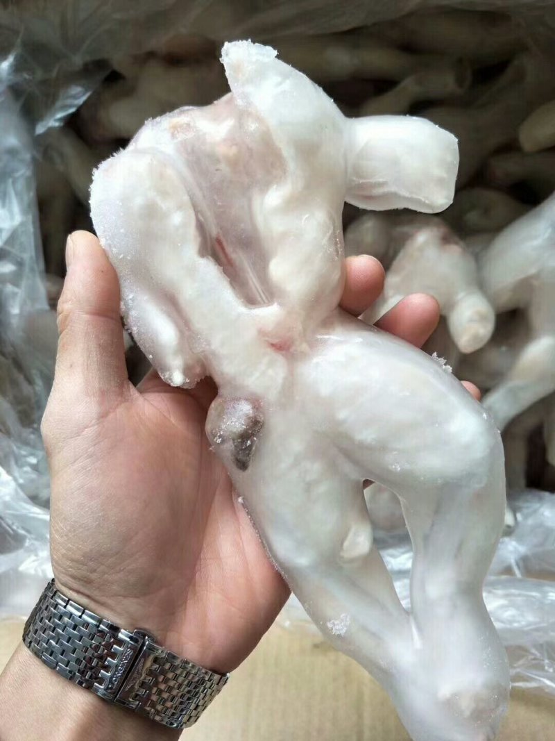 活冻牛蛙