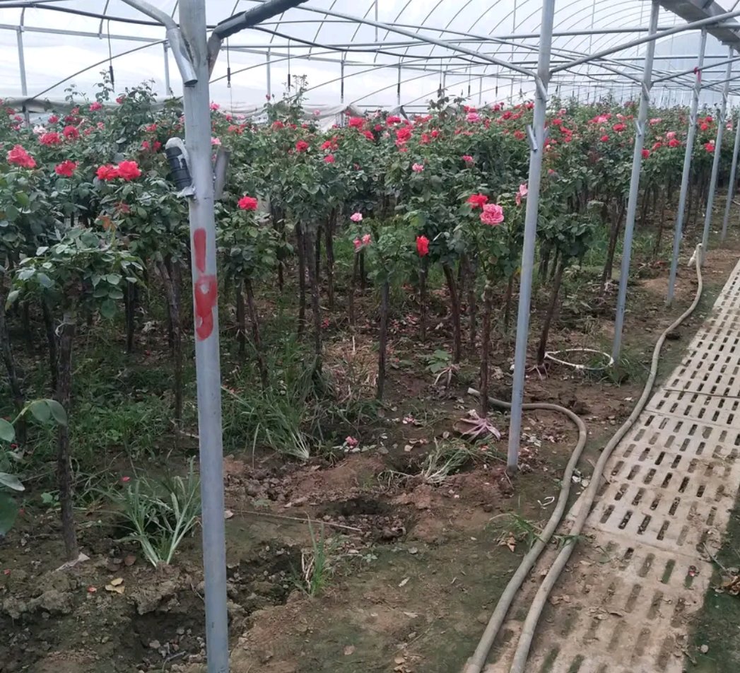 月季树月在电商平台上作为热销园艺植物展示,配有精美的包装和详细的品种介绍 月季树月在电商平台销售场景