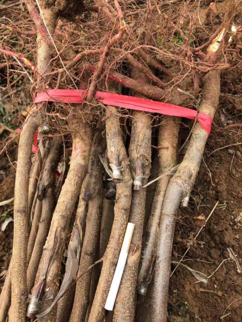 杏树苗，芒果杏，荷兰香蜜杏，吊干杏，苗圃现挖，产地直供