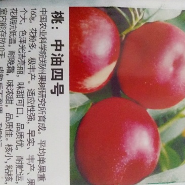 种苗，桃苗，中油4号，油桃苗，自家树苗品种保纯