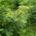 吴茱萸枝条