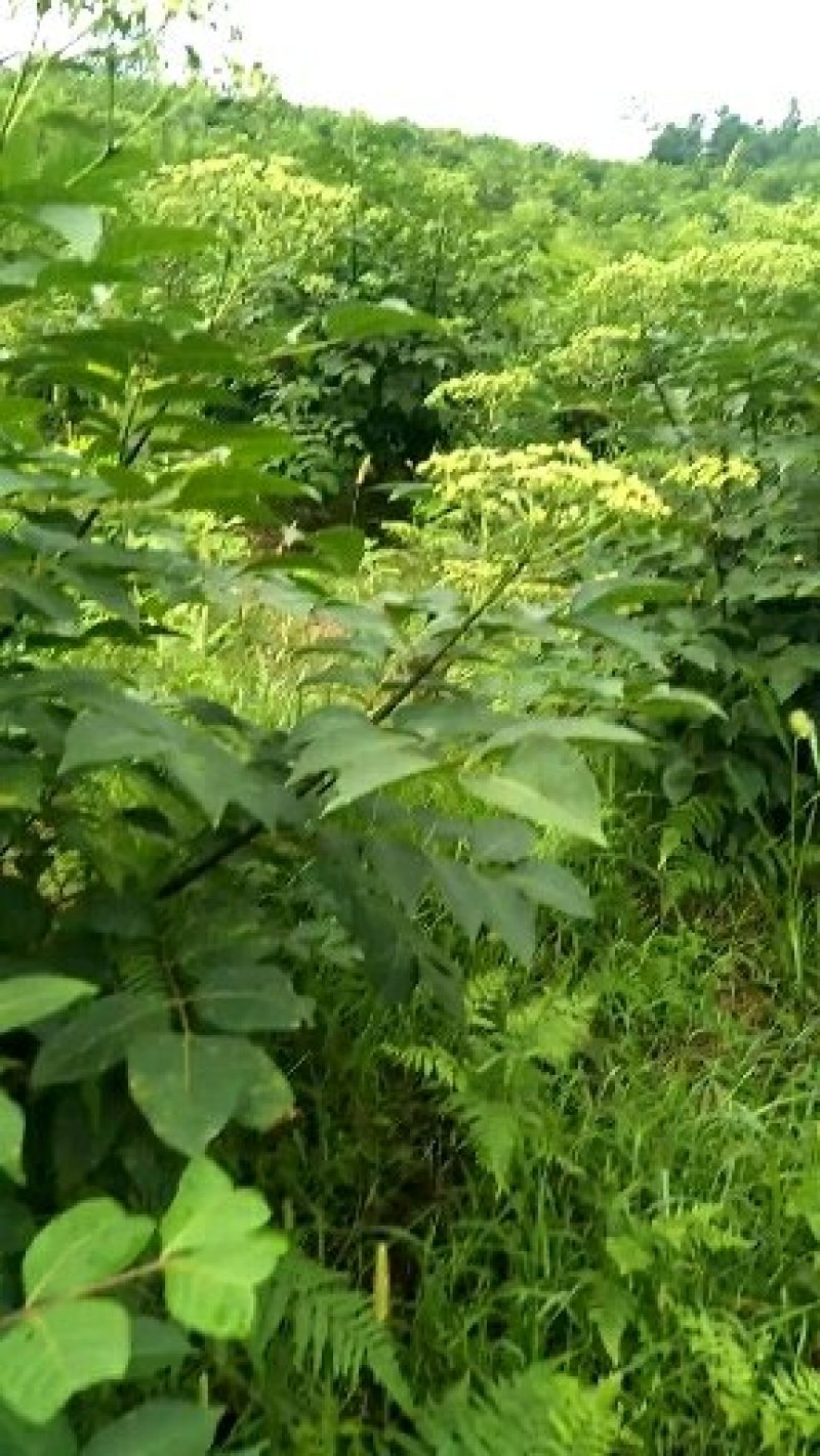 吴茱萸枝条