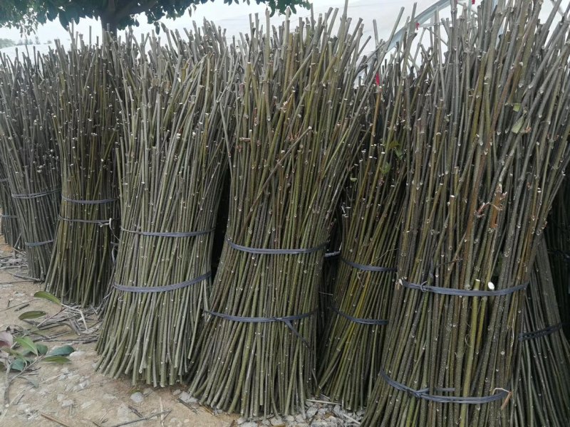 吴茱萸枝条