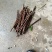 吴茱萸枝条
