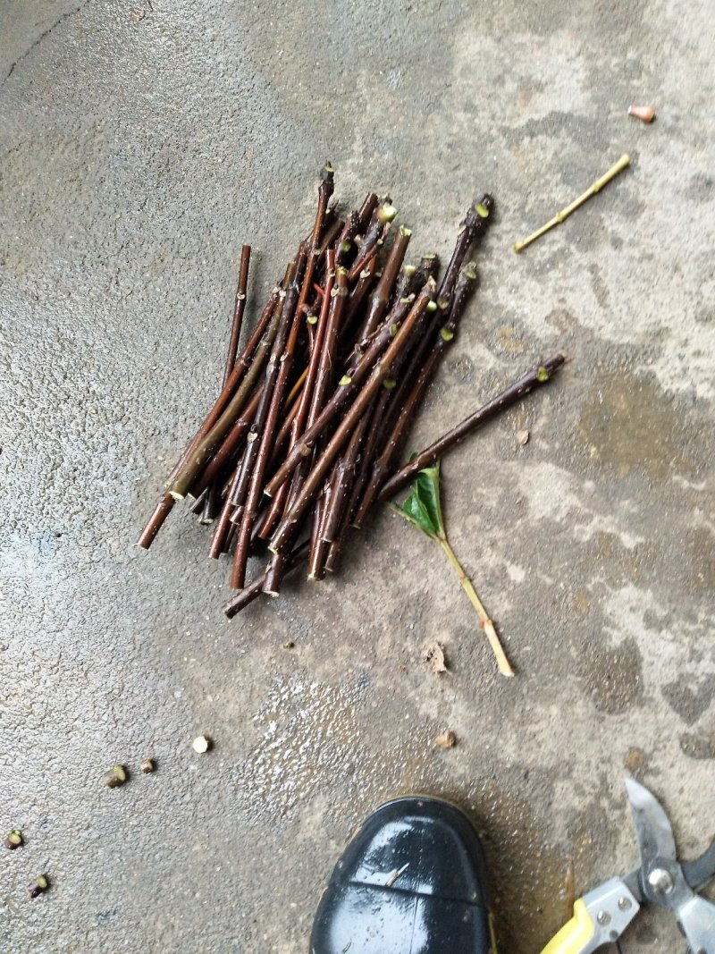吴茱萸枝条